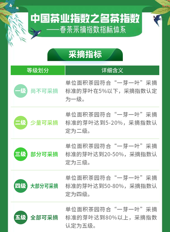 有关于2023春茶季,洞庭山碧螺春、西湖龙井、湄潭翠芽开采的相关信息(13)