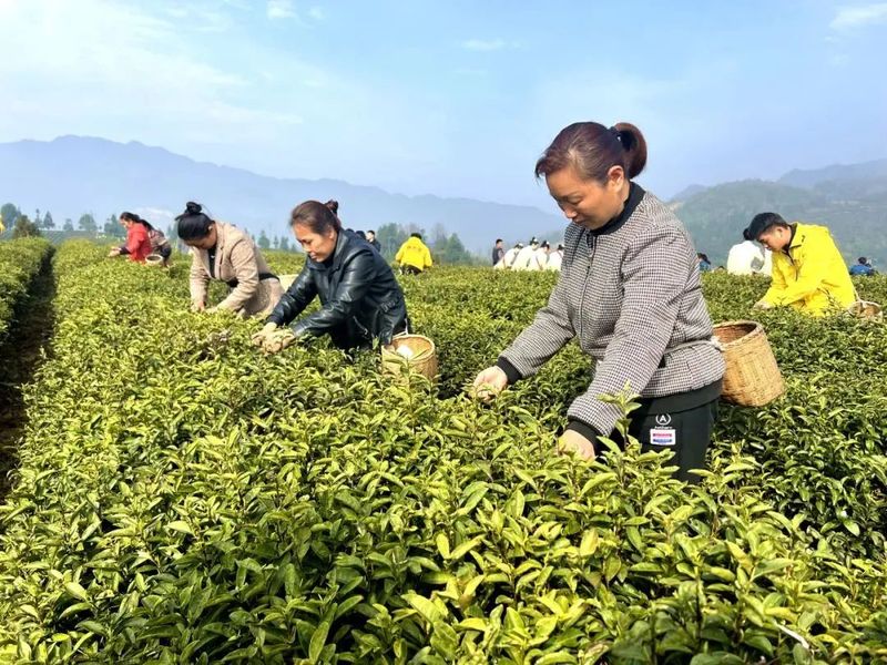 有关于2023春茶季,洞庭山碧螺春、西湖龙井、湄潭翠芽开采的相关信息(11)