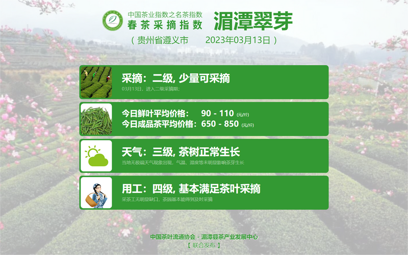 有关于2023春茶季,洞庭山碧螺春、西湖龙井、湄潭翠芽开采的相关信息(18)