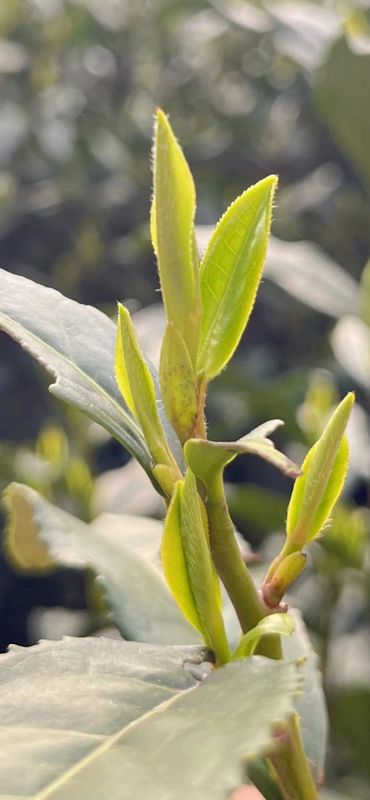 有关于2023春茶季,洞庭山碧螺春、西湖龙井、湄潭翠芽开采的相关信息(7)