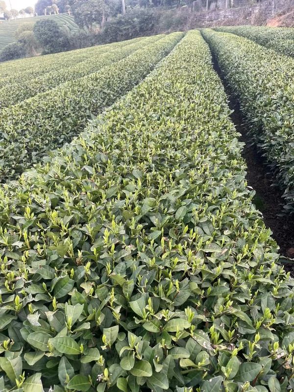 有关于2023春茶季,洞庭山碧螺春、西湖龙井、湄潭翠芽开采的相关信息(6)