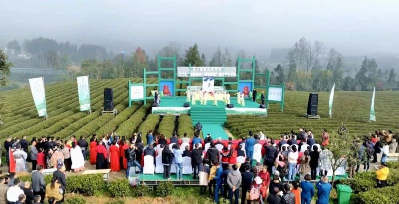 有关于2023春茶季,洞庭山碧螺春、西湖龙井、湄潭翠芽开采的相关信息(10)