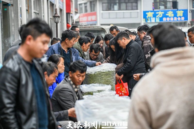 有关于贵州普安：春茶上市 产销两旺的最新消息(13)
