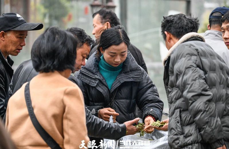 有关于贵州普安：春茶上市 产销两旺的最新消息(11)
