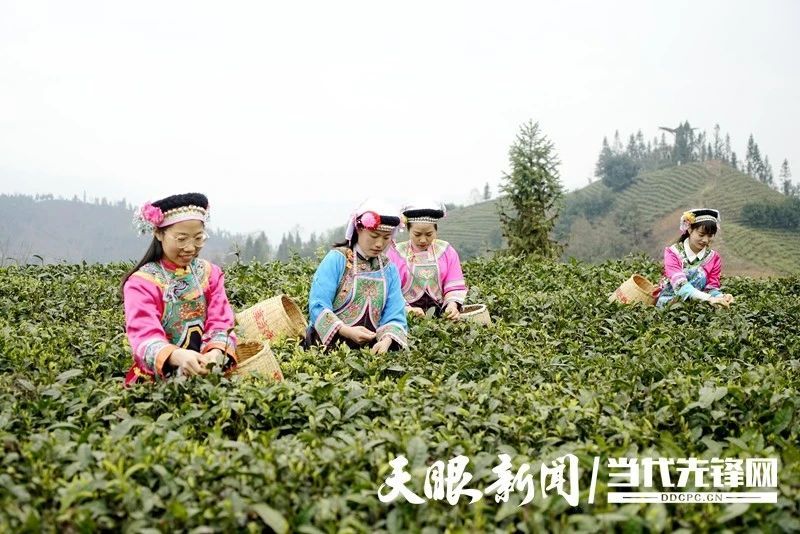 有关于贵州普安：春茶上市 产销两旺的最新消息(1)