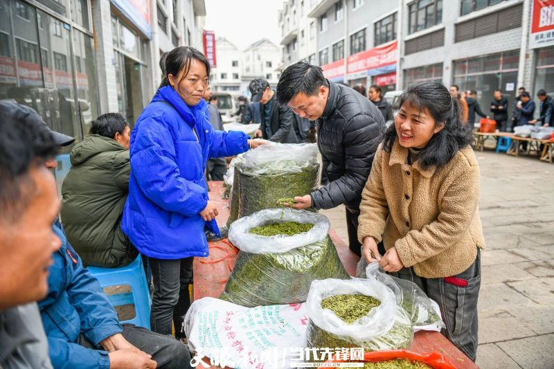 有关于贵州普安：春茶上市 产销两旺的最新消息(16)