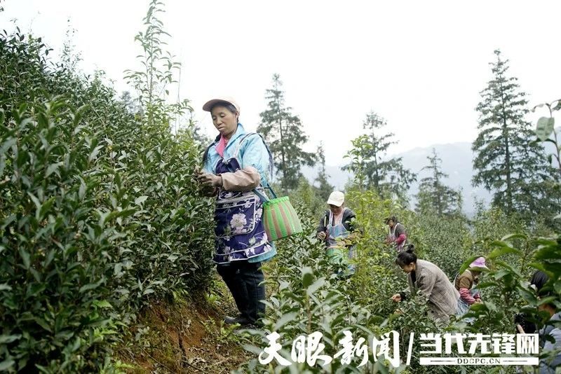 有关于贵州普安：春茶上市 产销两旺的最新消息(2)