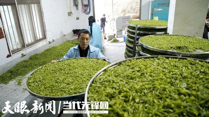 有关于贵州普安：春茶上市 产销两旺的最新消息(5)