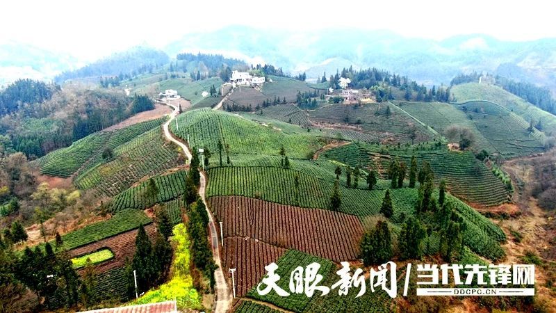有关于贵州普安：春茶上市 产销两旺的最新消息