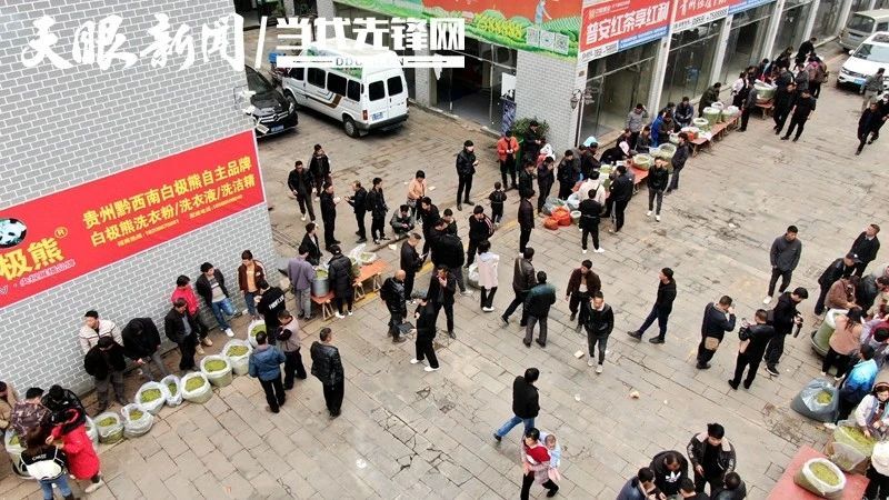 有关于贵州普安：春茶上市 产销两旺的最新消息(6)