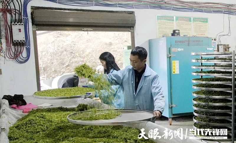 有关于贵州普安：春茶上市 产销两旺的最新消息(4)