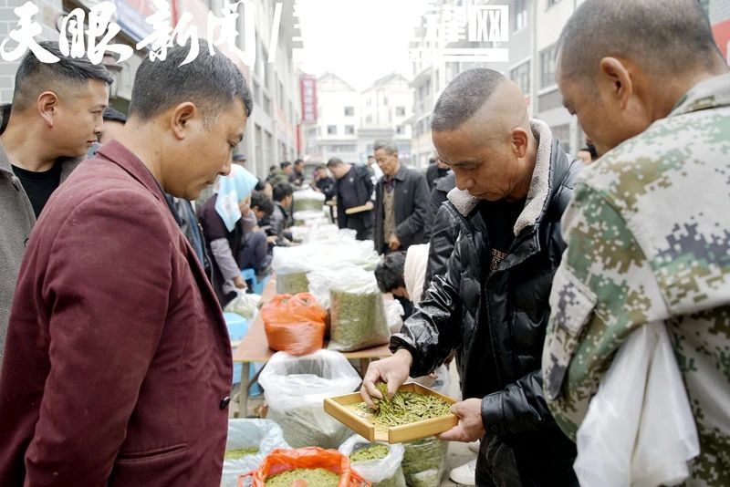 有关于贵州普安：春茶上市 产销两旺的最新消息(8)