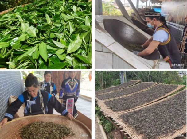 有关于春茶采摘正当时——国庆乡春茶上市采摘忙的新闻(3)