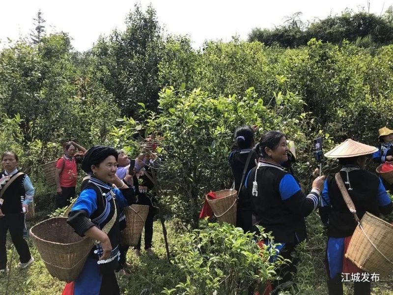 有关于春茶采摘正当时——国庆乡春茶上市采摘忙的新闻(2)