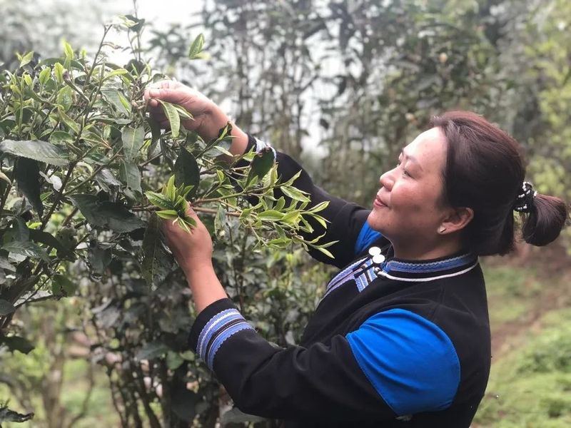 有关于春茶采摘正当时——国庆乡春茶上市采摘忙的新闻(1)