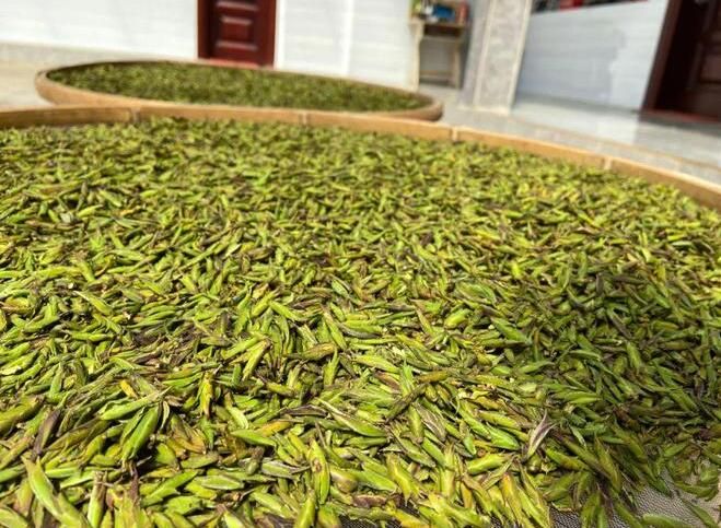 关于保山田园达仁：春茶独芽抢“ 鲜 ” 采摘忙的资讯(2)