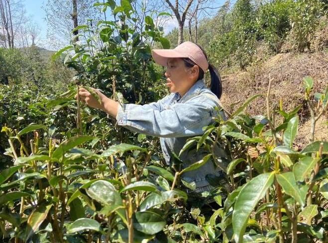 关于保山田园达仁：春茶独芽抢“ 鲜 ” 采摘忙的资讯(1)