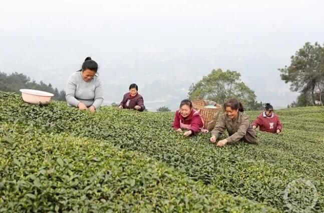 有关于重庆市永川区 春意正浓茶飘香 十万亩春茶开采的消息(1)