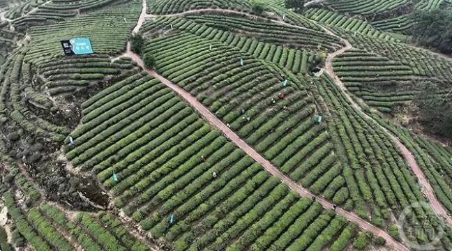 有关于重庆市永川区 春意正浓茶飘香 十万亩春茶开采的消息