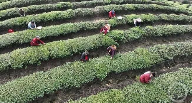 有关于重庆市永川区 春意正浓茶飘香 十万亩春茶开采的消息(2)