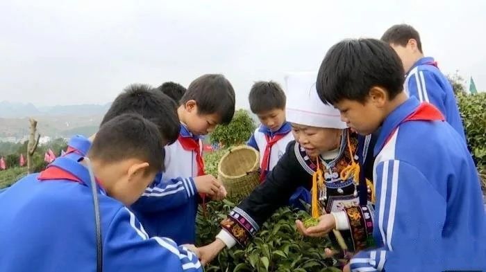 有关于手捧黔茶观天眼 贵州平塘茶旅融合新发展的相关信息(2)