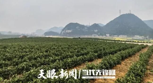 关于贞丰县对门山村茶产业发展助力乡村振兴的新闻(1)