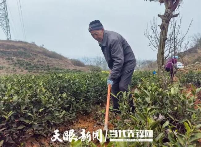 关于贞丰县对门山村茶产业发展助力乡村振兴的新闻