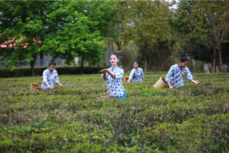 有关于定了，苍梧县2023年开茶节3月21日在六堡镇举行的资讯(4)