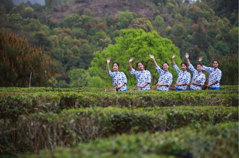 有关于定了，苍梧县2023年开茶节3月21日在六堡镇举行的资讯