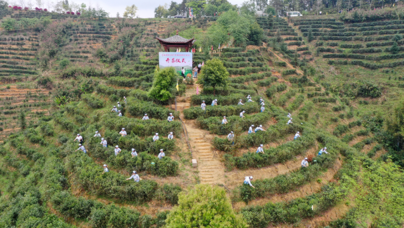 有关于定了，苍梧县2023年开茶节3月21日在六堡镇举行的资讯(5)