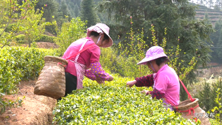 关于一“叶”致富！武平这个乡镇茶产业年产值累计超1.8亿元的相关内容(1)