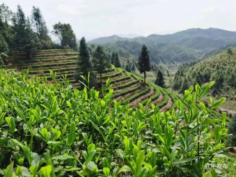 关于一“叶”致富！武平这个乡镇茶产业年产值累计超1.8亿元的相关内容(2)