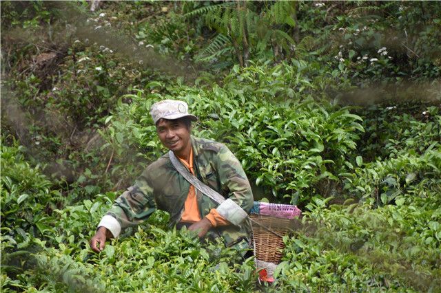 关于2023年春茶品质怎么样的新闻(2)