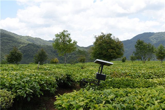 关于2023年春茶品质怎么样的新闻