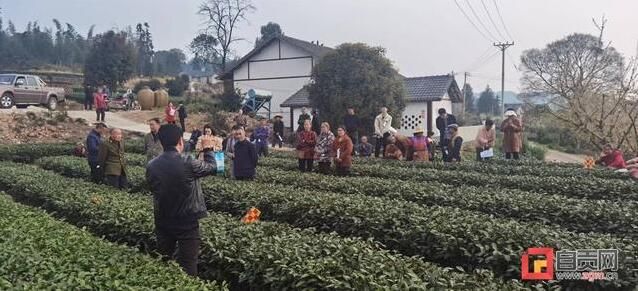 关于荣县：茶叶老专家进茶园为200名“新学生”传授好技术的相关信息(1)