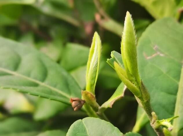 关于荣县：茶叶老专家进茶园为200名“新学生”传授好技术的相关信息(2)