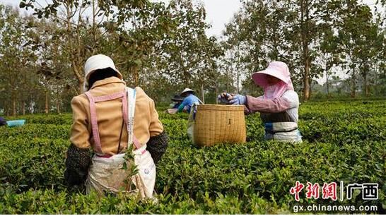 有关于崇左龙州春茶抢“鲜”开采 赶“早”上市的资讯(1)
