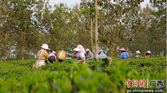 有关于崇左龙州春茶抢“鲜”开采 赶“早”上市的资讯(2)