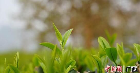 有关于崇左龙州春茶抢“鲜”开采 赶“早”上市的资讯