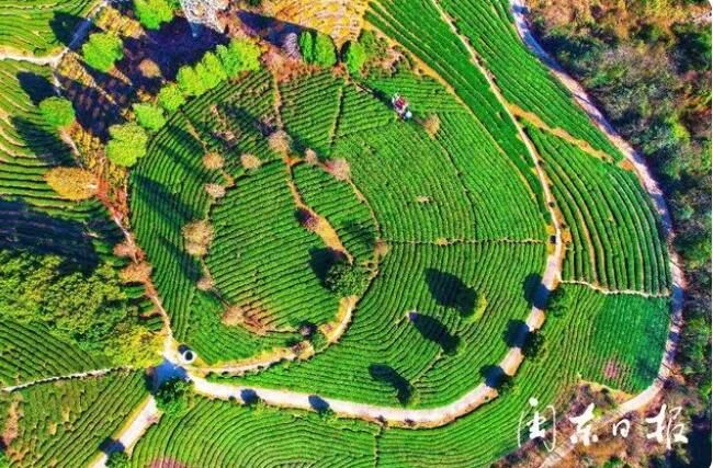 关于俯瞰宁德猴盾千亩茶园上的“大地指纹”的新闻(3)