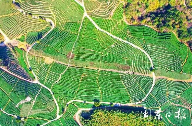 关于俯瞰宁德猴盾千亩茶园上的“大地指纹”的新闻(2)