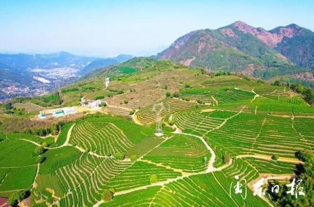 关于俯瞰宁德猴盾千亩茶园上的“大地指纹”的新闻(1)