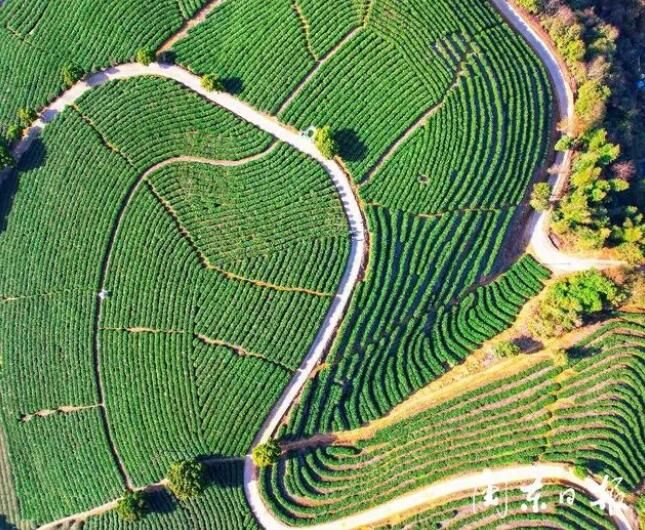 关于俯瞰宁德猴盾千亩茶园上的“大地指纹”的新闻