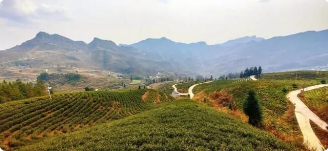 有关于沿河:首个“智慧茶园”落户“白叶一号”基地的相关信息(1)