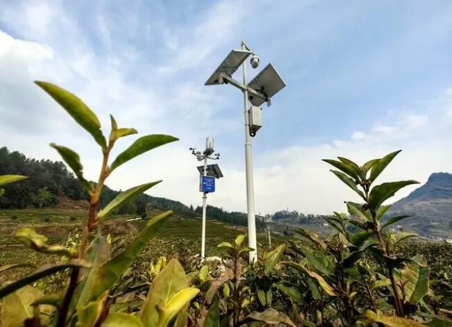 有关于沿河:首个“智慧茶园”落户“白叶一号”基地的相关信息
