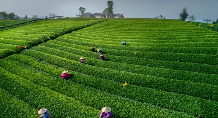 关于浙江省首单茶园碳汇交易在天津完成的信息(1)