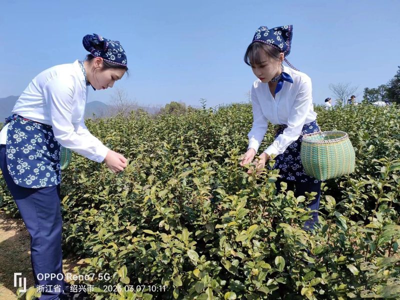 关于论剑剡溪畔 看绿茶炒制大王花落谁家！的消息(1)
