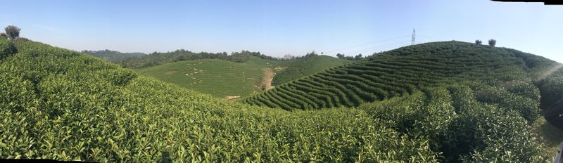 有关于安吉白茶集团发展订单农户探索茶产业帮扶新模式的信息