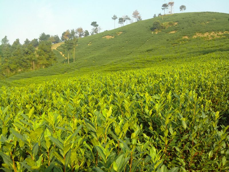 有关于安吉白茶集团发展订单农户探索茶产业帮扶新模式的信息(1)