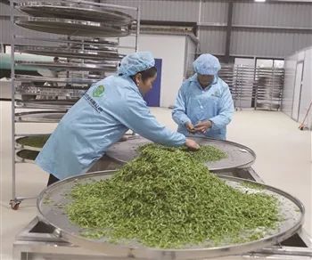 关于镇宁本寨镇:荒山变茶山 茶山变“金山”的信息